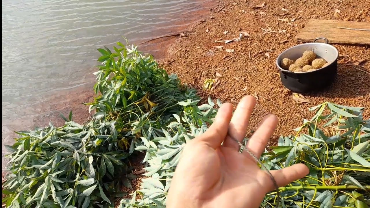 Cách xả ổ tạo ổ câu săn hàng hiệu quả và chống móm khi câu | Đài Thánh fishing