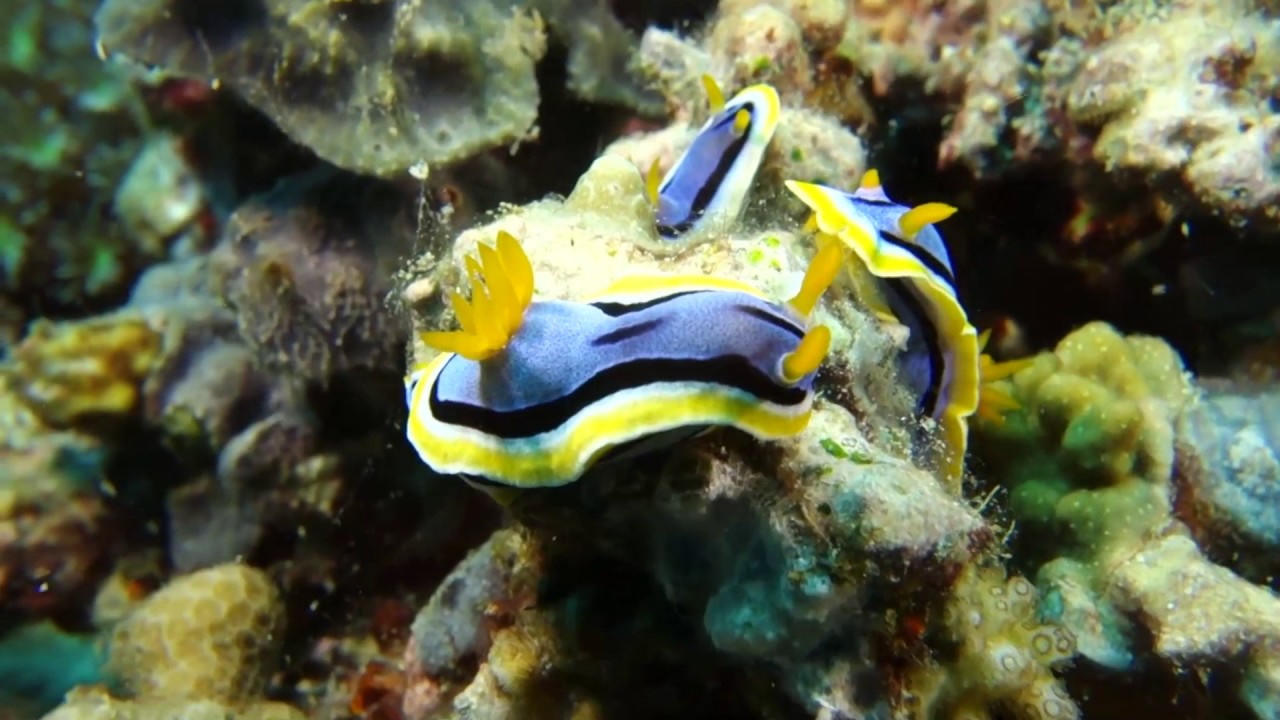 Science Today: Coral Reefs, Rare and Valuable | California Academy of Sciences