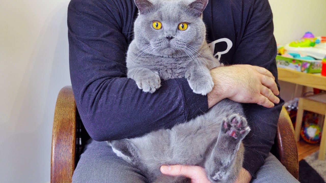 Cat love. WHO does he love more???