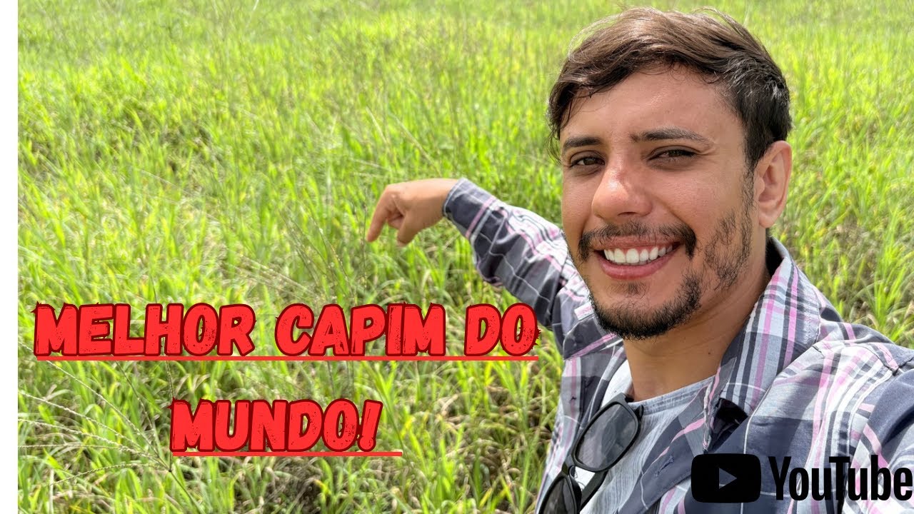 O melhor capim que existe é o sete léguas! 