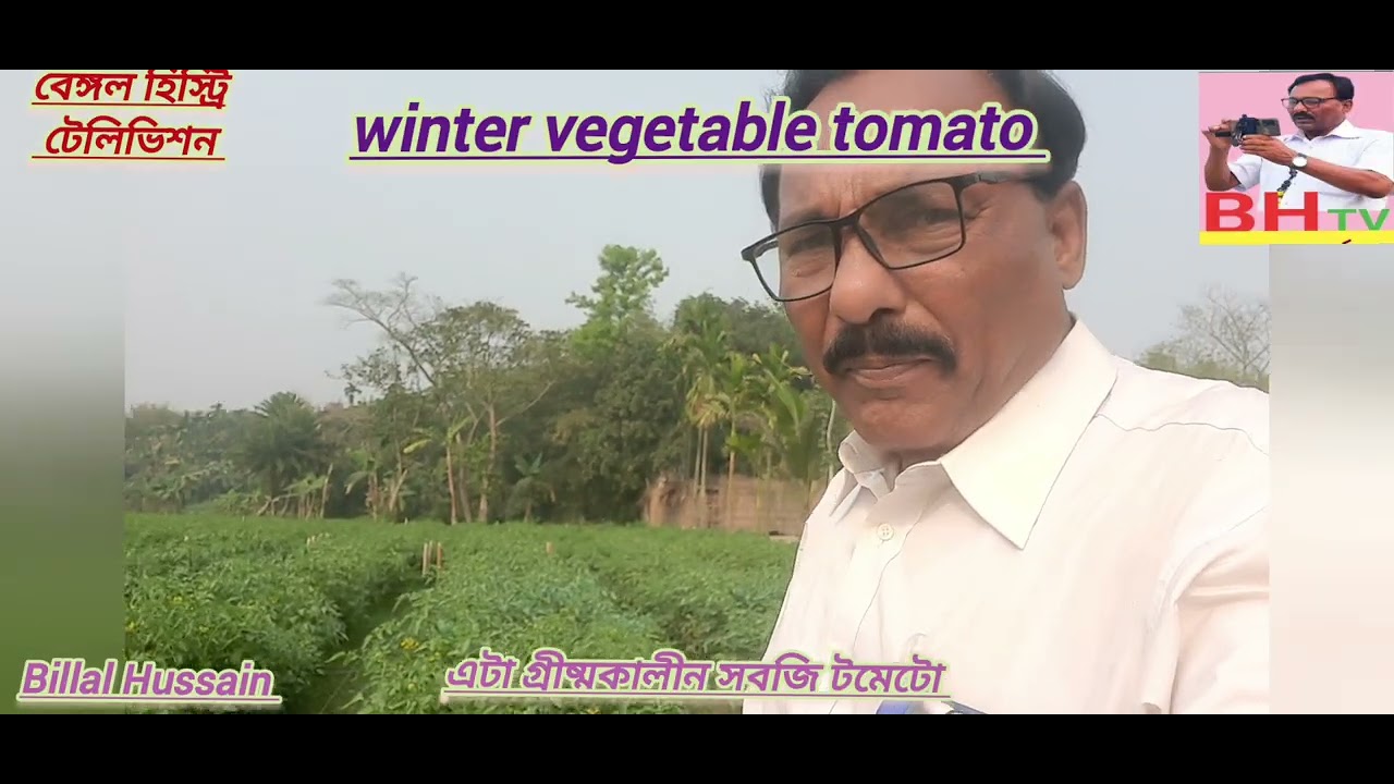 টমেটো কেন সেরা সবজি (winter vegetable tomato) 