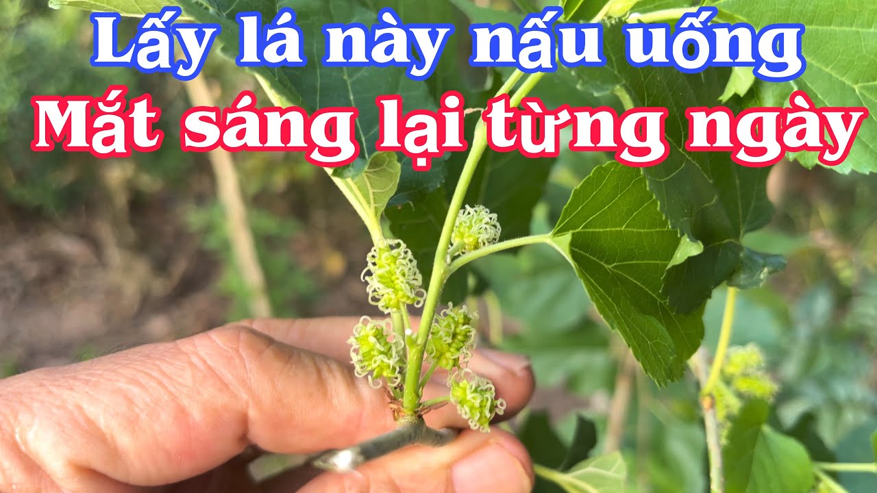 Nấu lá này dùng Mắt sáng lại từng ngày. PHAN HẢI Channel