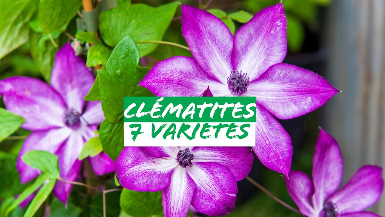 La diversité des clématites.
