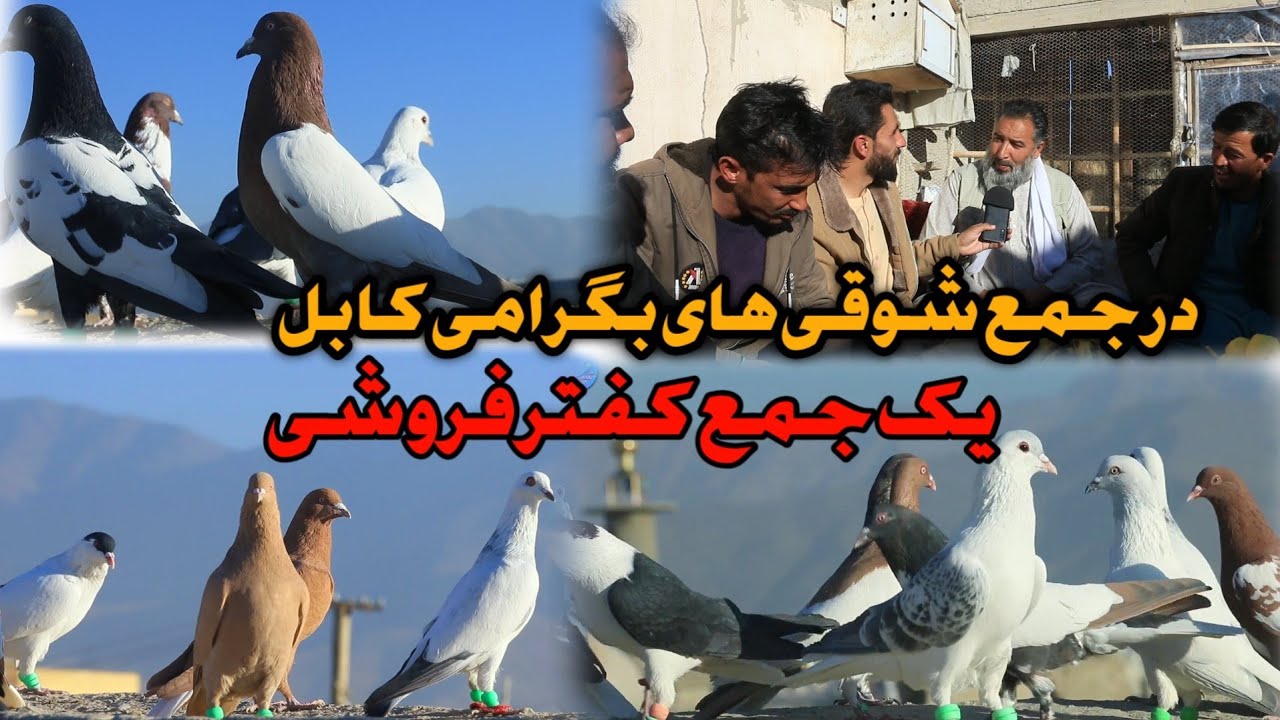 در جمع شوقی های بگرامی کابل| کفتر های عجب گل | fancy pigeon collection Kabul Afghanistan