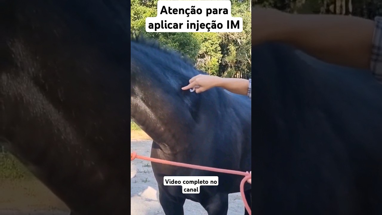 Aplicação injeção instramuscular no pescoço - cavalo #cavalo #manejodecavalo #horse #satomarahippus