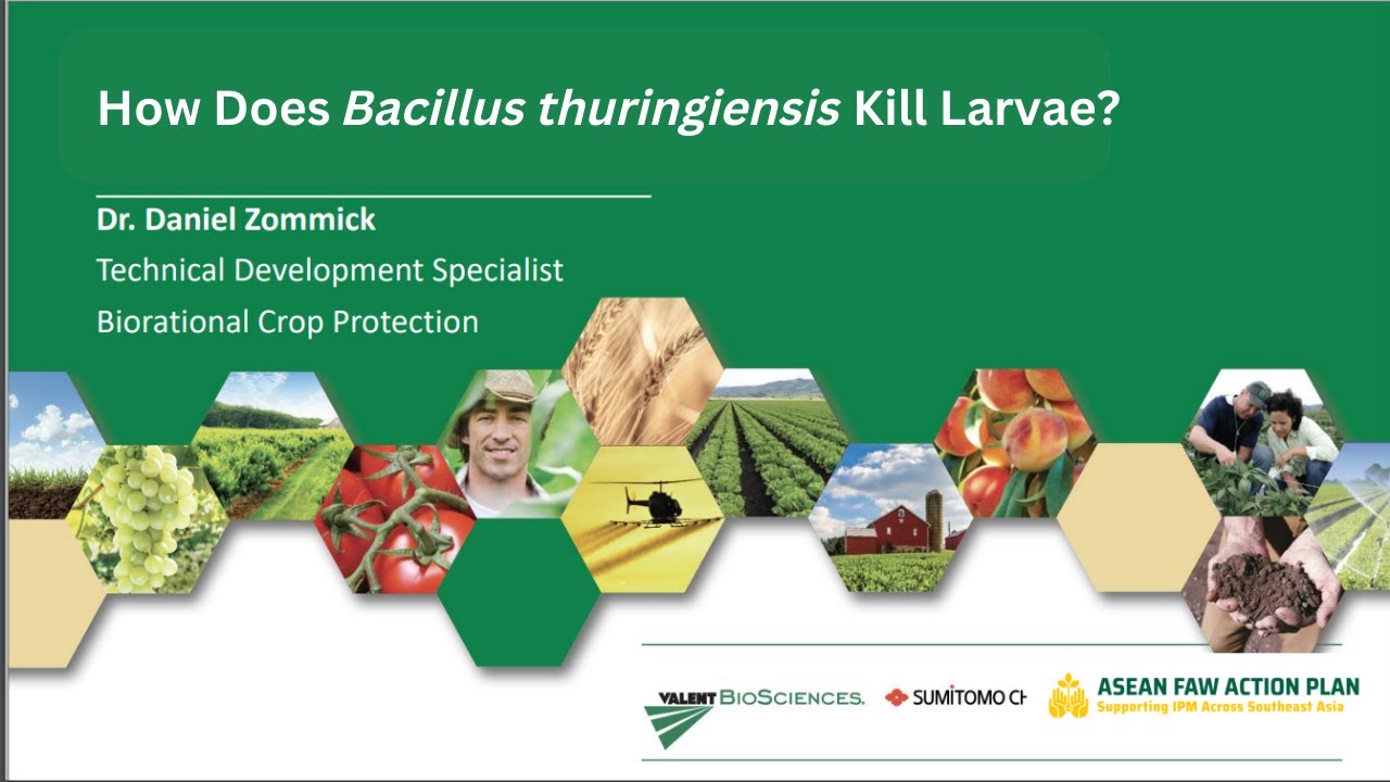 How does Bacillus thuringiensis kill the larvae?