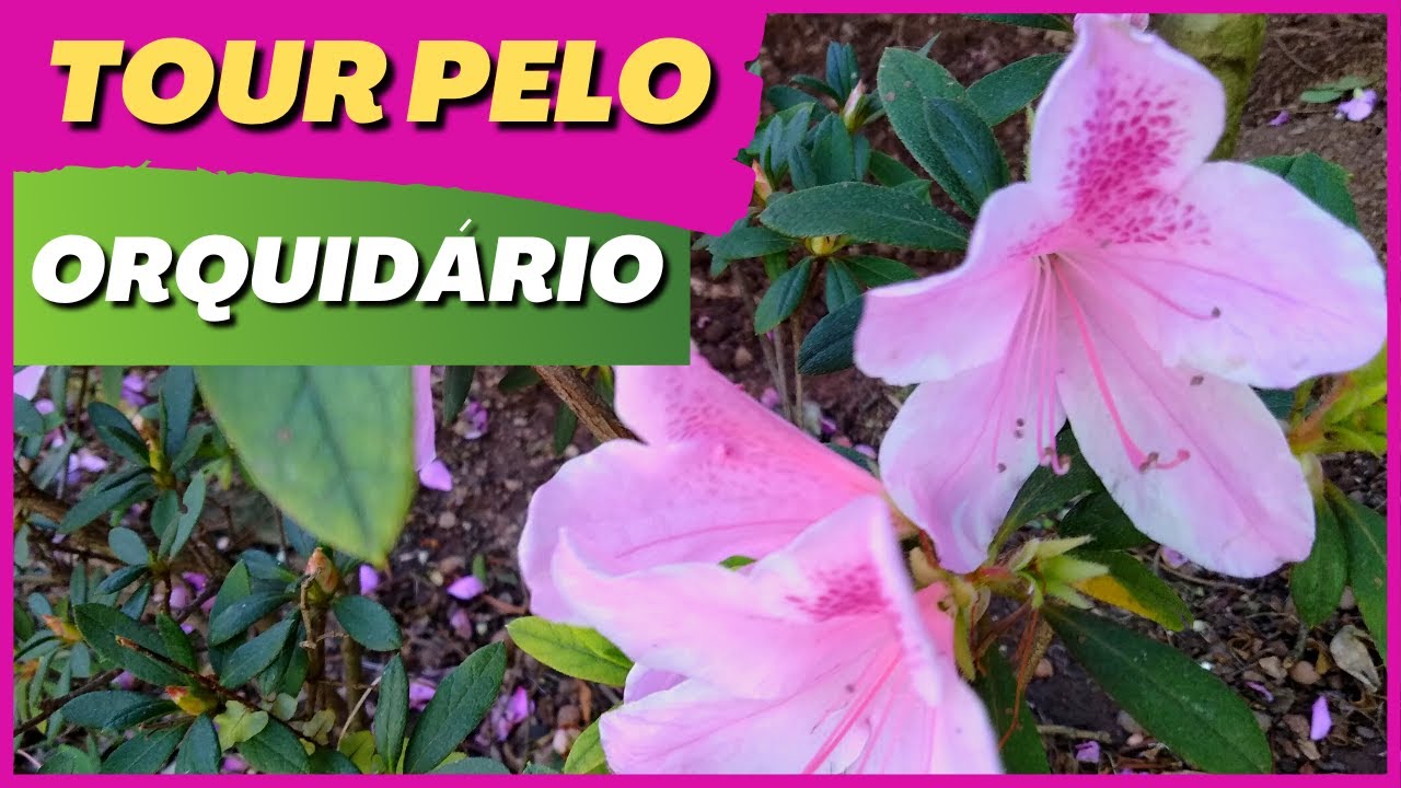 🟣 Vamos passear e ver minhas plantas?