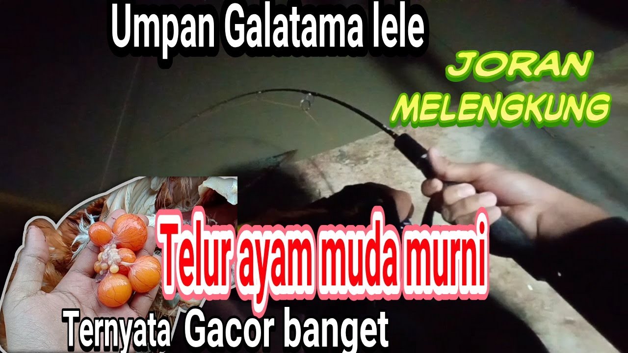 Umpan Galatama lele telur muda ayam murni tanpa olahan yang lagi viral,