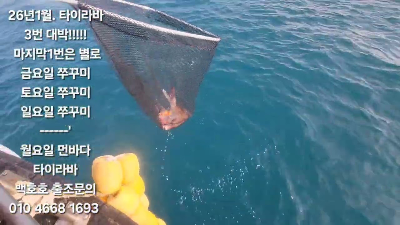 여수 타이라바 배 전체 300마리 이상 조황~