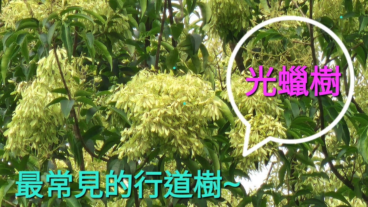 低調不起眼,讓人常常忘了它的存在,卻是台北市最常見的行道樹之一光蠟樹