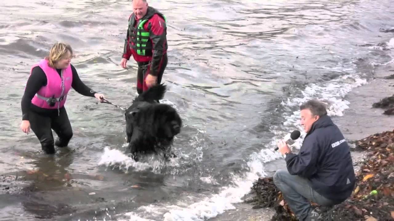 Newfoundland Dog Rescue Demonstration