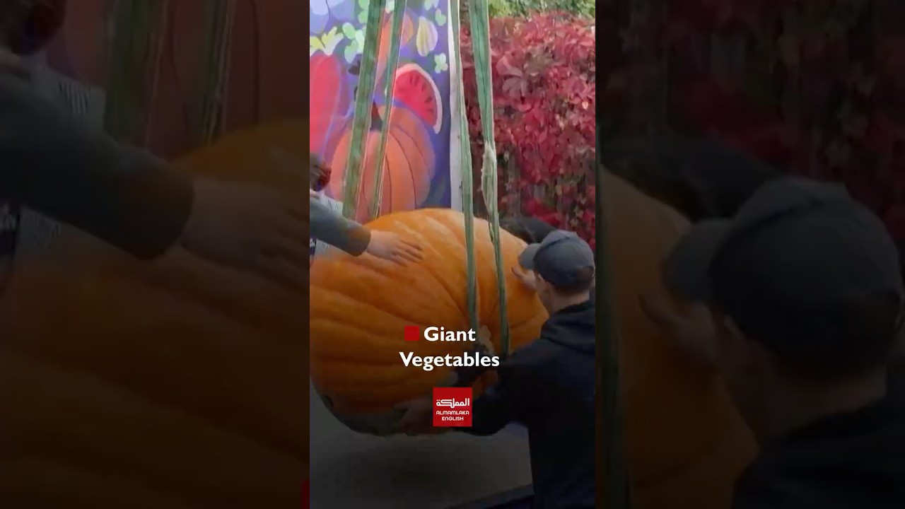 Giant Vegetables Take Center Stage: 3,000 Farmers Take Part in Moscow&rsquo;s Giant Vegetables Show