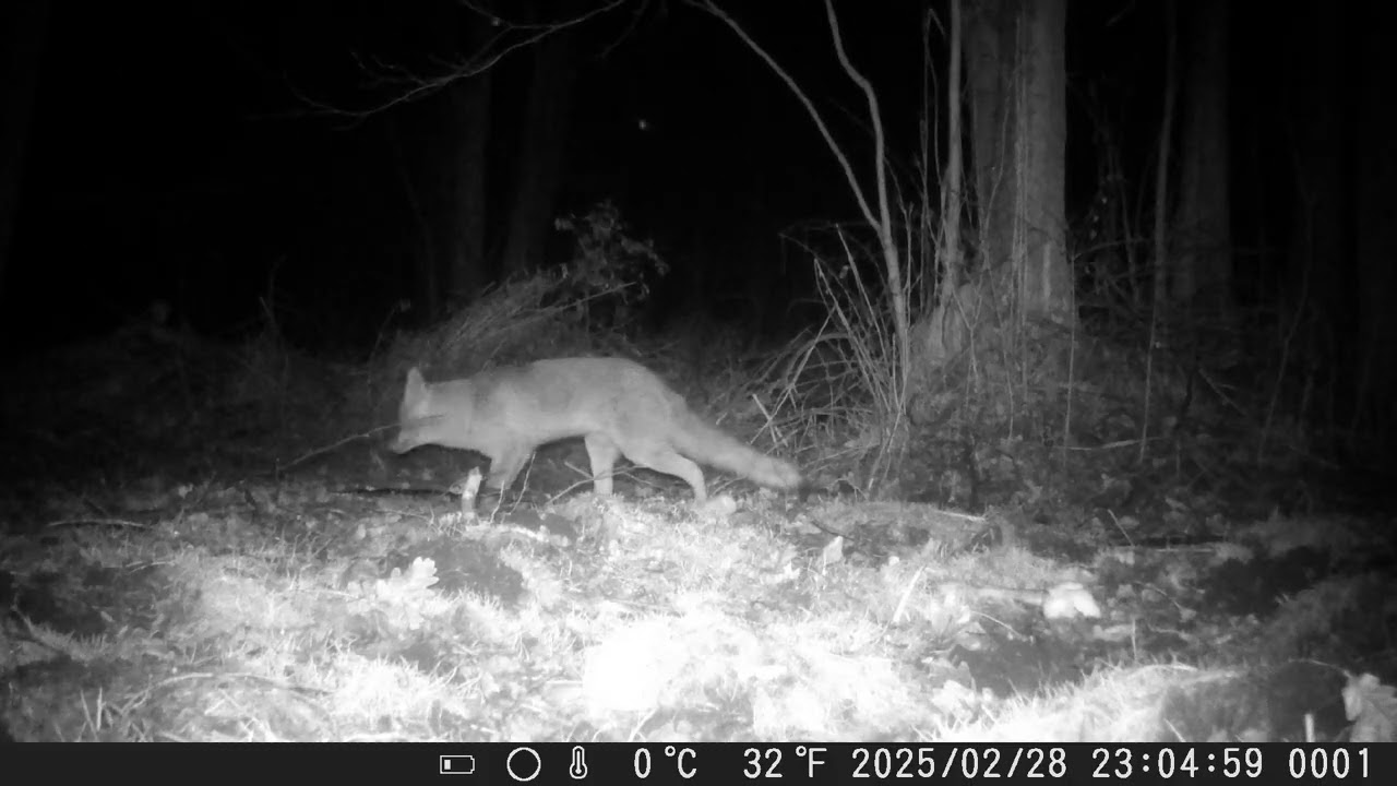 Lis Fox 28 02 2025