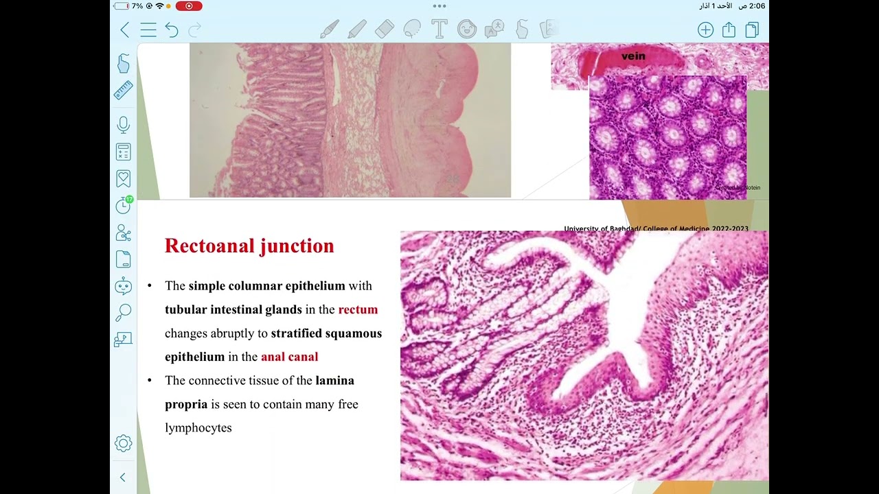 Histology L3/Part5