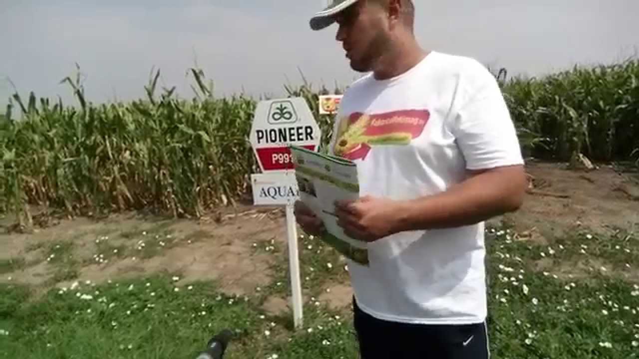 Pioneer P9911 kukorica vetőmag KukoricaVetőmag.hu Kft. 2015