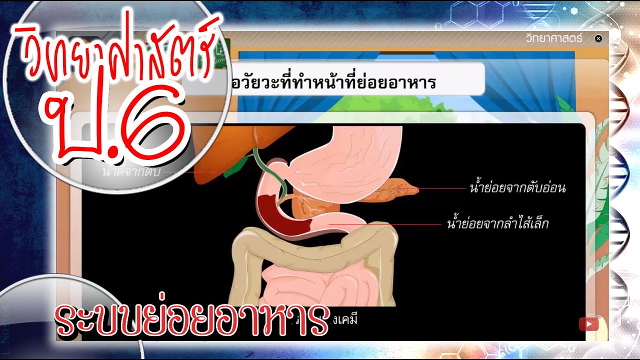 ระบบย่อยอาหาร - วิทยาศาสตร์ ป.6