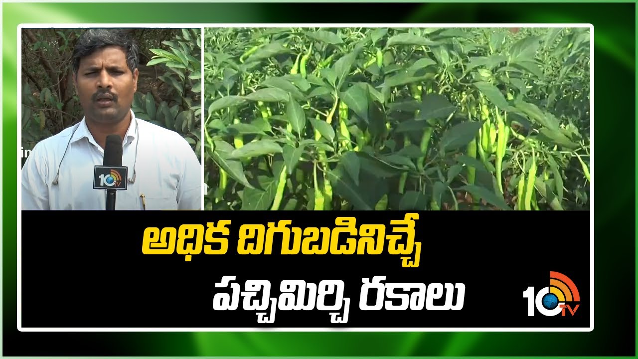 అధిక దిగుబడినిచ్చే పచ్చిమిర్చి రకాలు | Earn High Profits in Mirchi Cultivation | Matti Manishi |10TV