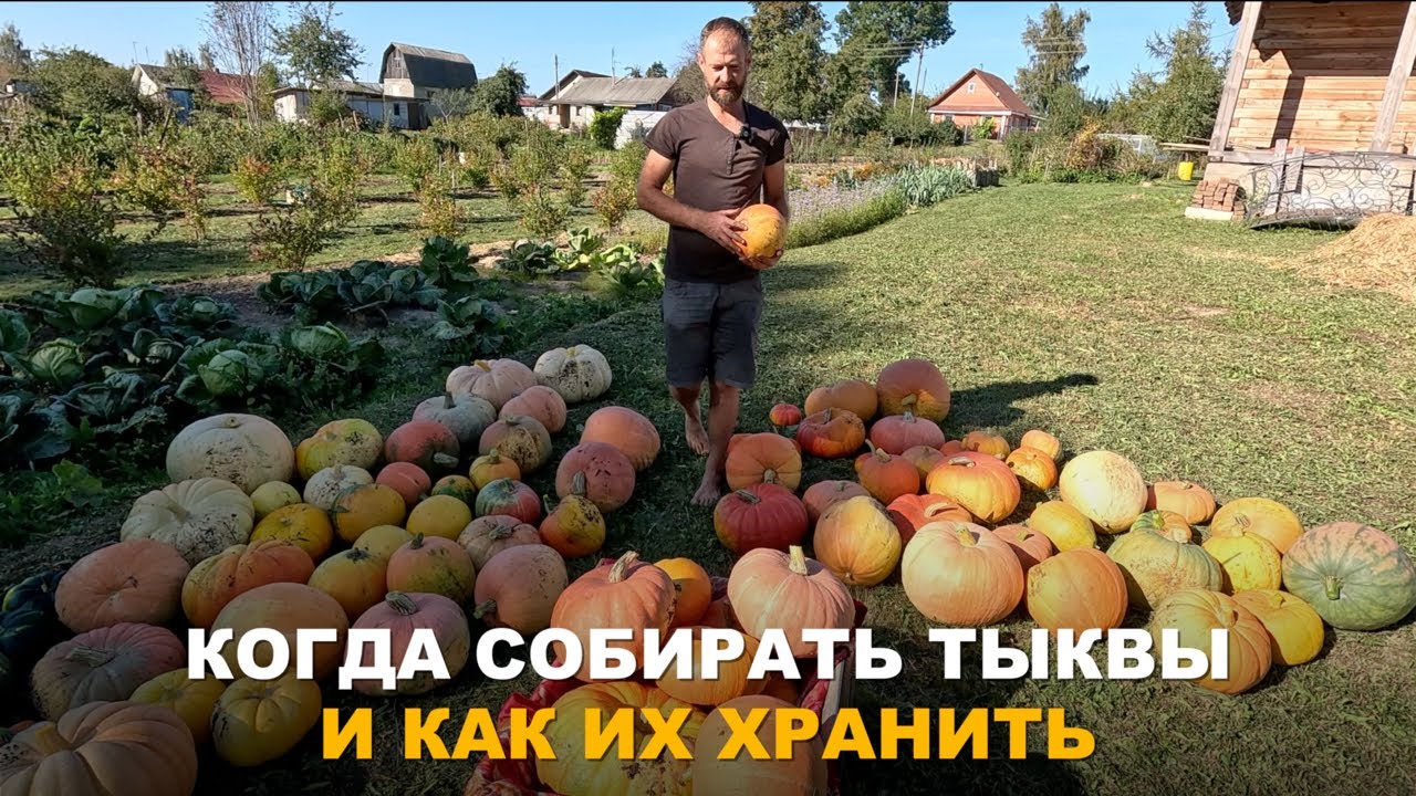 ТЫКВА МОЖЕТ НЕ ВЫЗРЕТЬ, КАК БЫТЬ? Как ускорить созревание тыквы, когда убирать и как хранить.