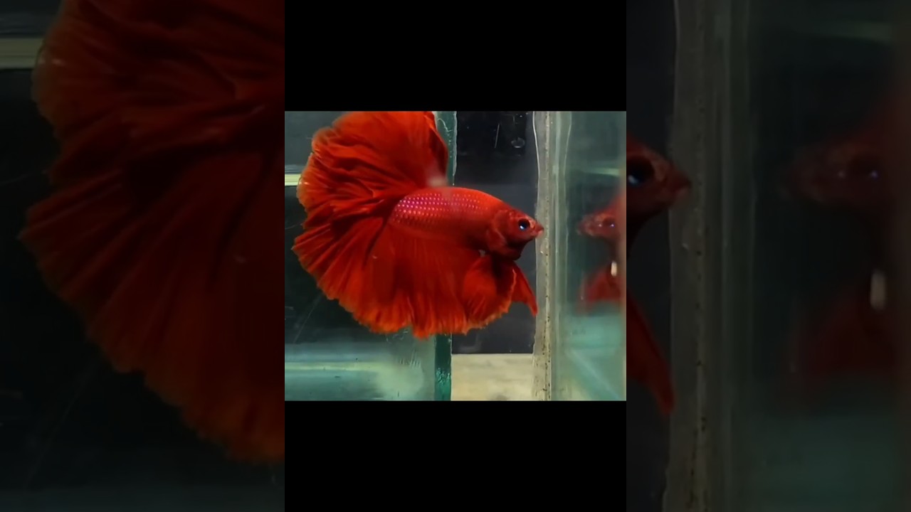 Red Full Moon Betta Fish | Fighter Fish #shorts