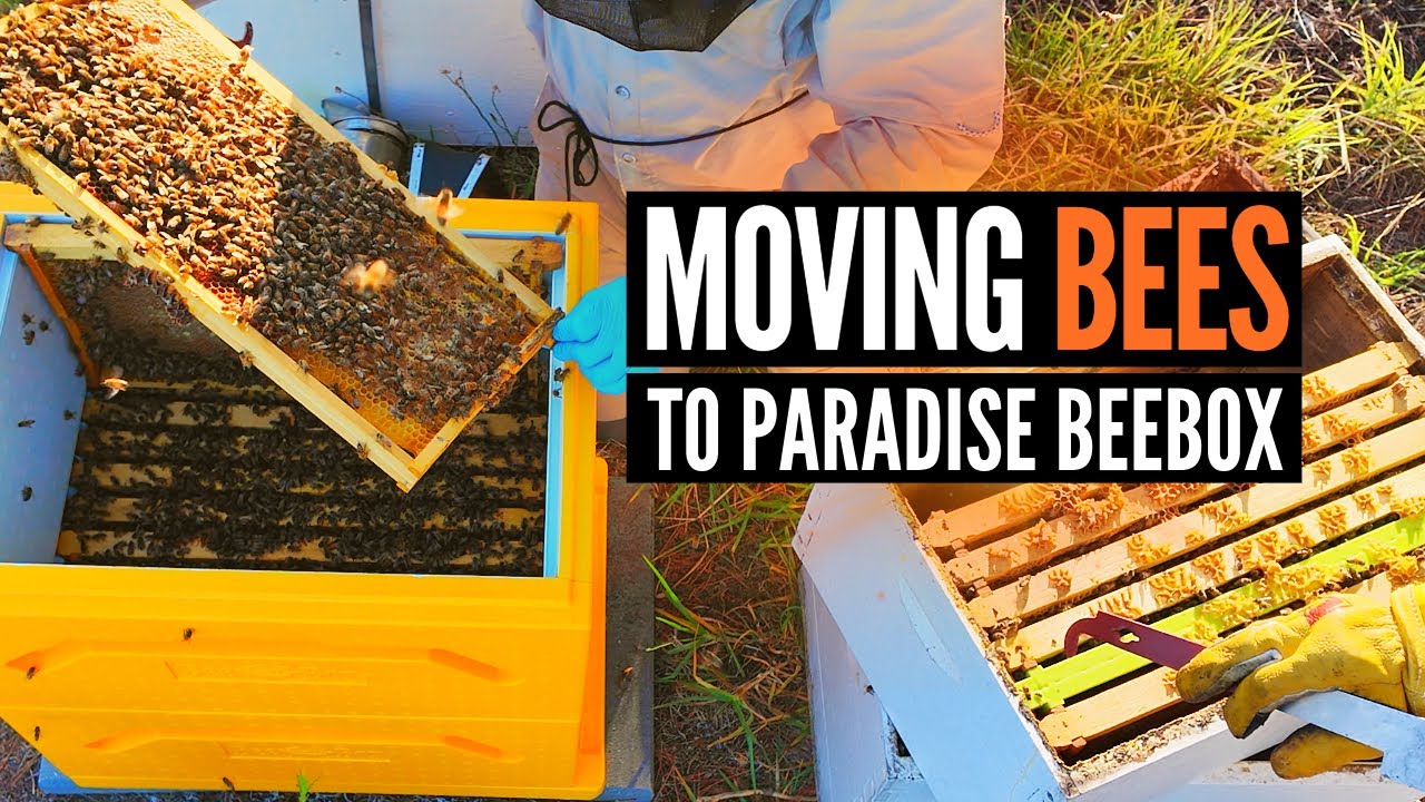 Transferring Bees To Paradise Hive With JACK!