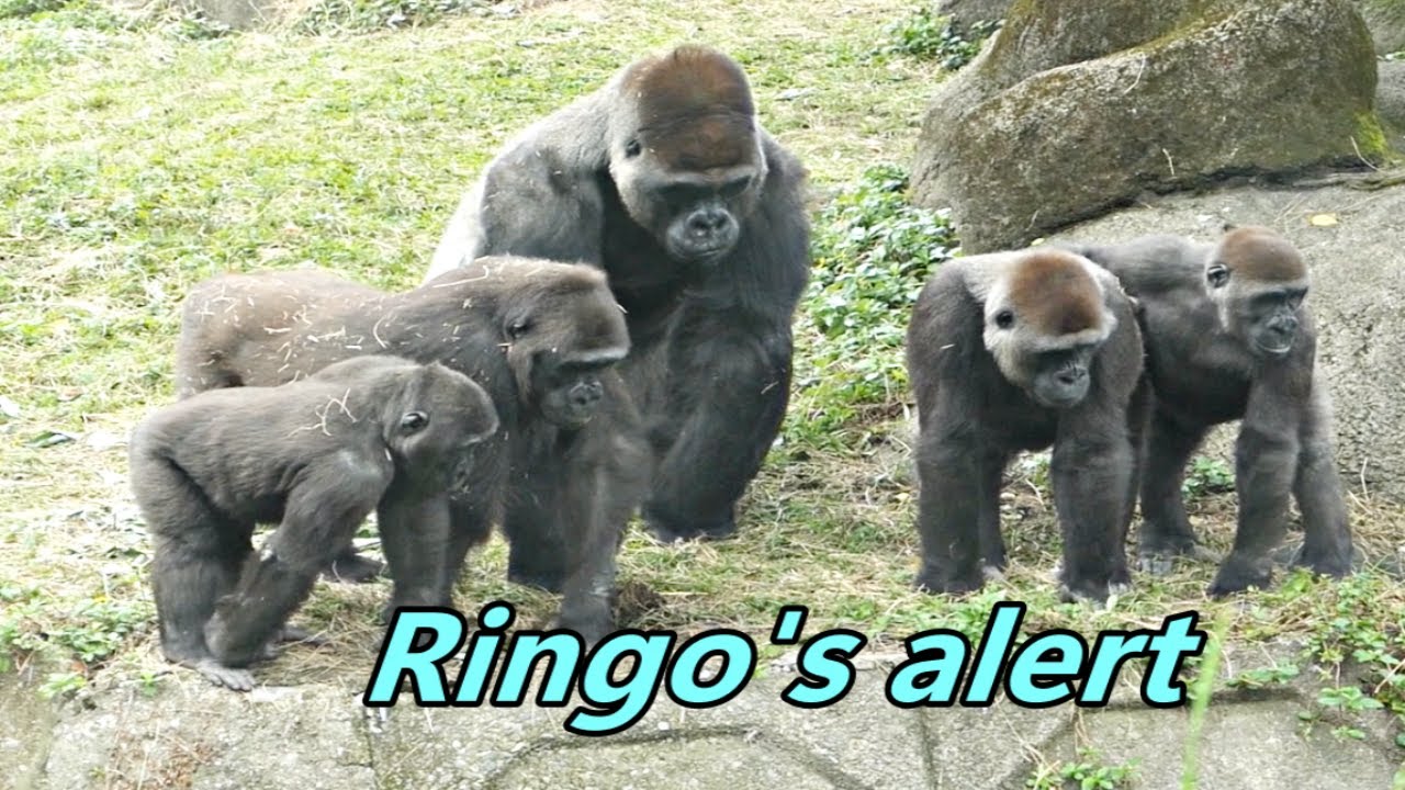 Gorilla Ringo's alert chest beating and family came over to care him . / 小Ringo擊胸,家人過來關心
