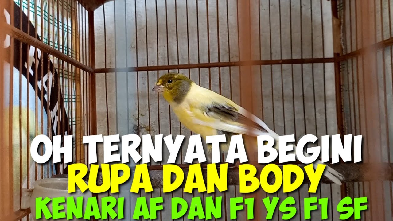 TERNYATA BEGINI KENARI AF & F1 ITU!!!UPDATE HARGA BURUNG KENARI SERI F DIPASAR BURUNG SUKAHAJI