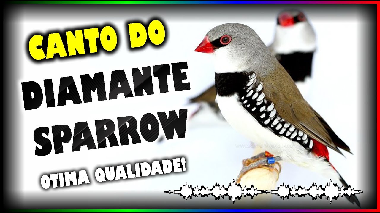 CANTO DO DIAMANTE SPARROW - OTIMA QUALIDADE PARA ENCARTE E TREINAMENTO!