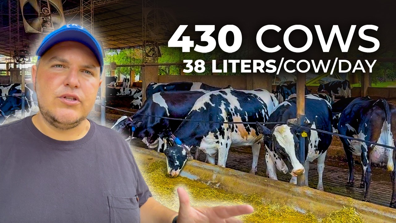 🇵🇾 430 COWS, 37 LITERS/DAY AT 40°C: FAMILY DAIRY FARM TRIPLED ITS PRODUCTION IN 10 YEARS IN PARAGUAY