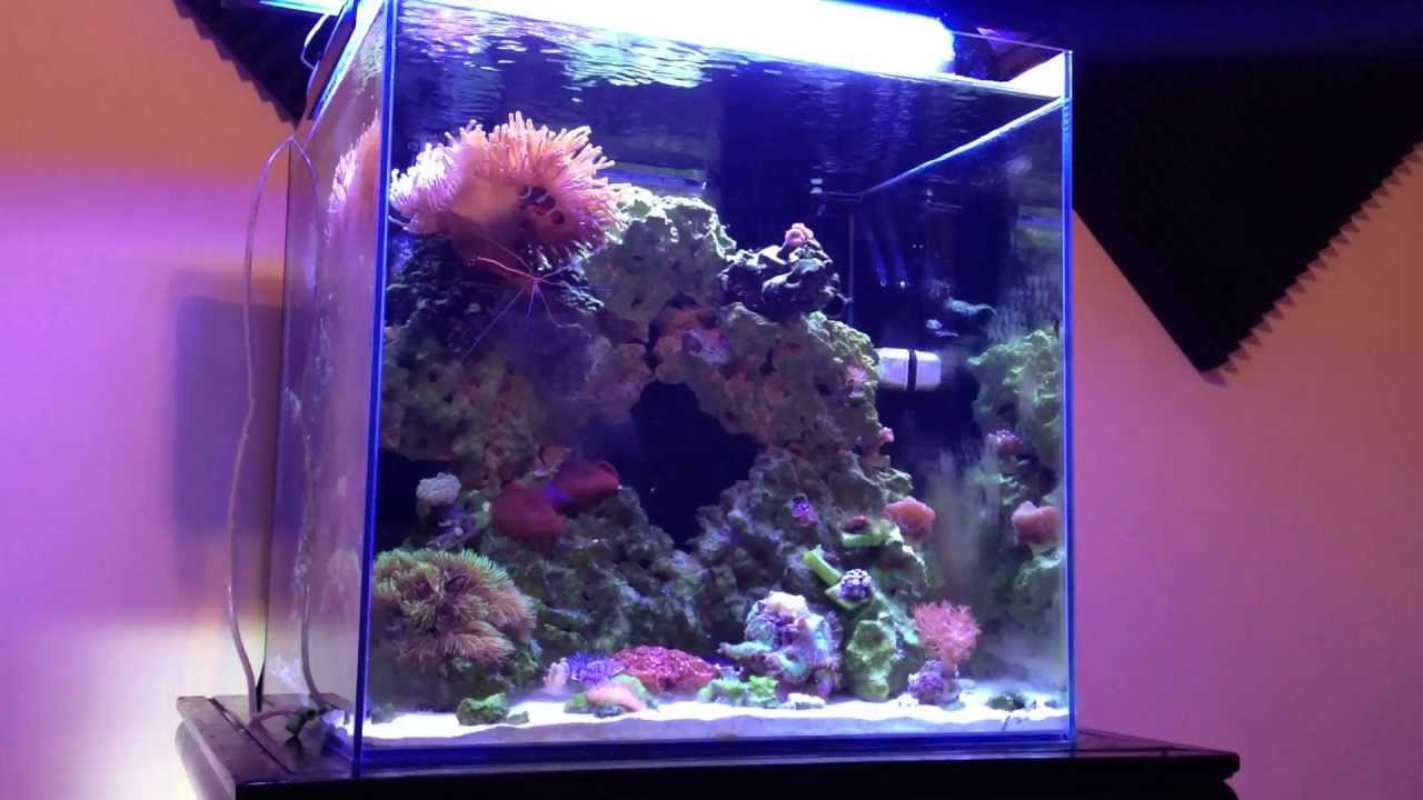 Mr Aqua 25 Gallon Rimless Cube: 7 month update