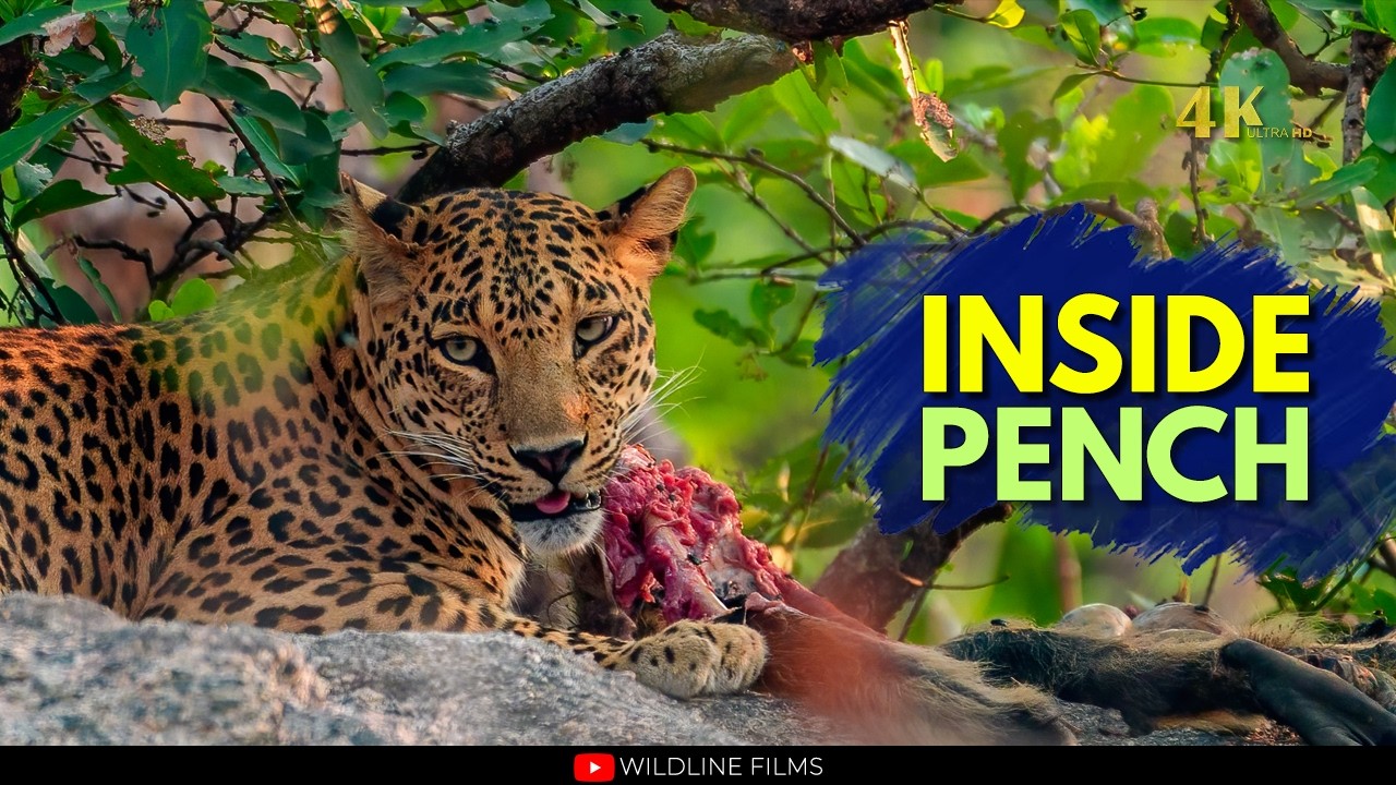 Predators of the Jungle Book | Tigers & Leopards of Pench 4K