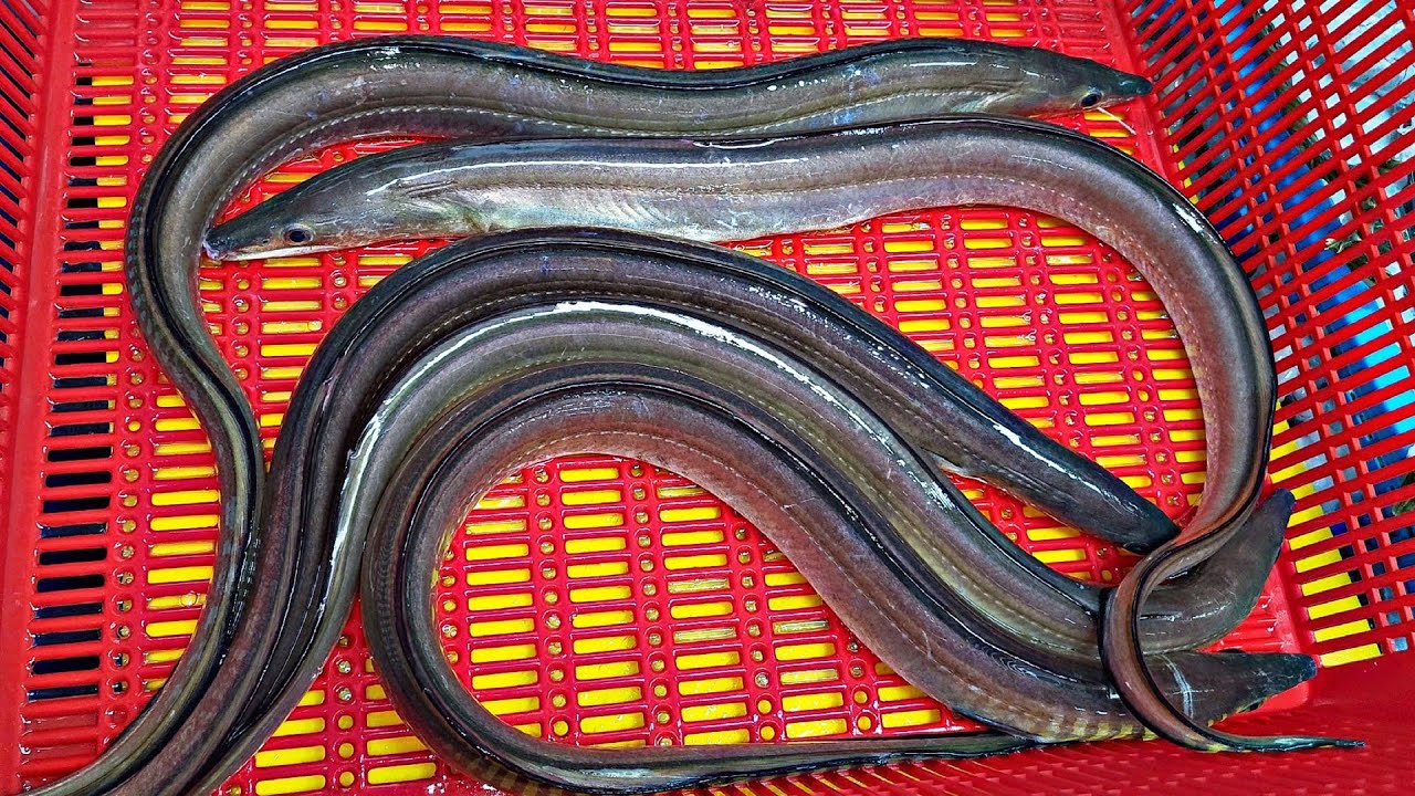 갯장어 회뜨기, 하모 회뜨기, 스테미나음식 , purple pike conger