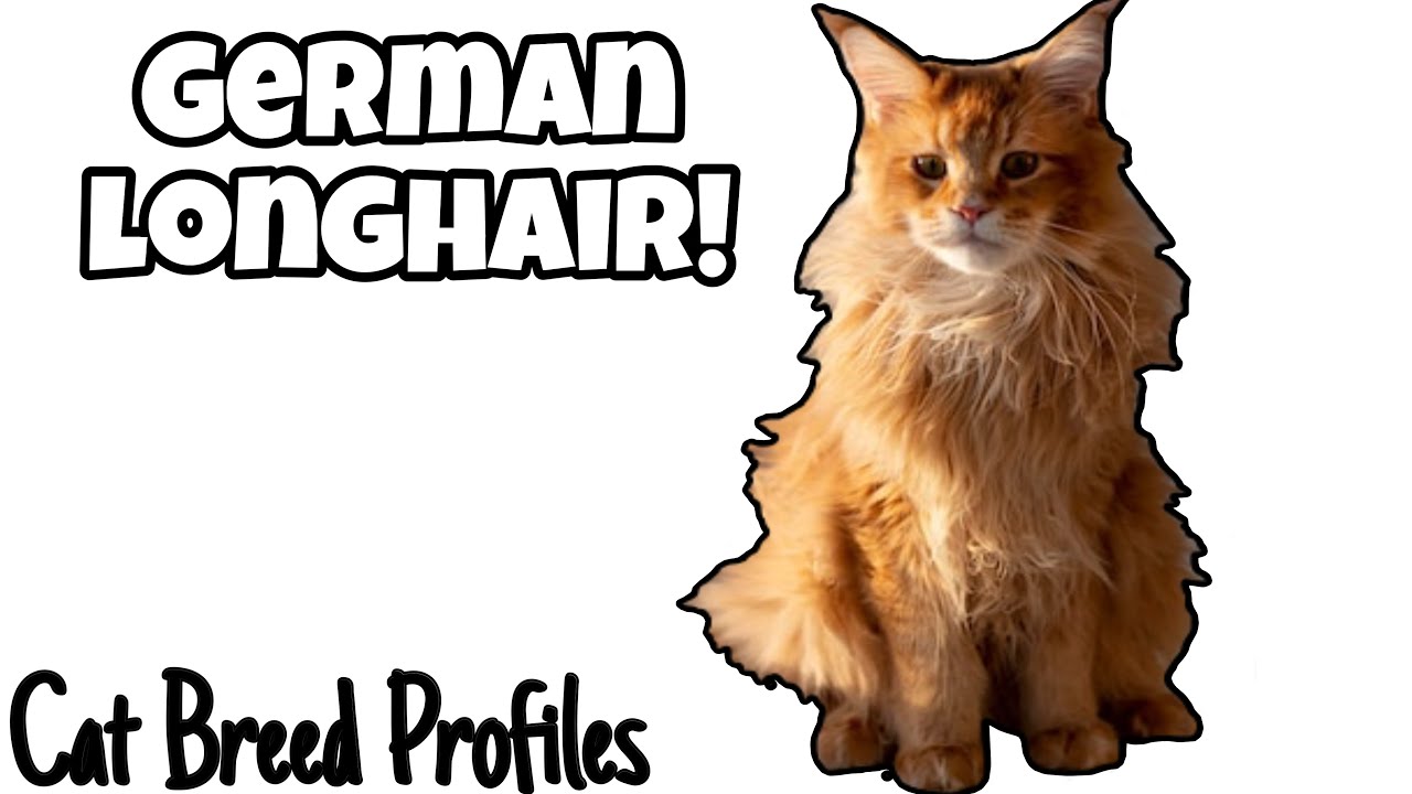 German Longhair! - Cat Breed Profiles - 
