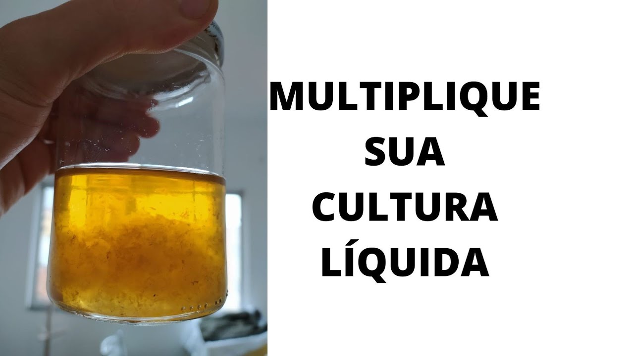 Como MULTIPLICAR sua CULTURA LÍQUIDA. Jeito FÁCIL e EFICIENTE usando resto de seringa de micélio.