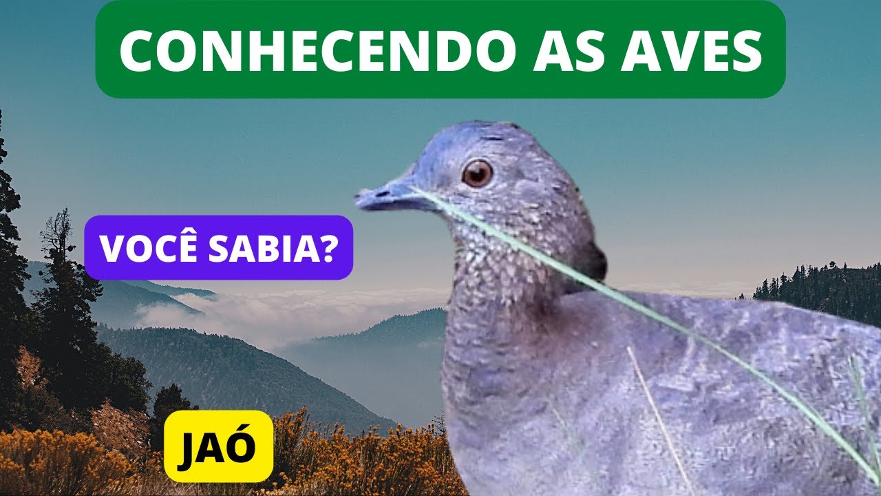 Curiosidades Sobre o JAÓ - Undulated Tinamou - Brazilian Birds Singing