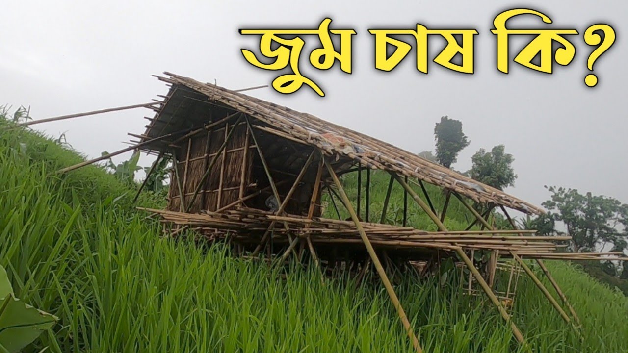 জুম চাষ কি?