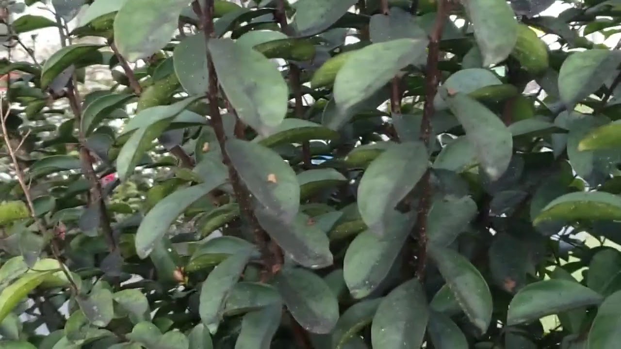 How to Identify and Treat Aphids on Myrtles