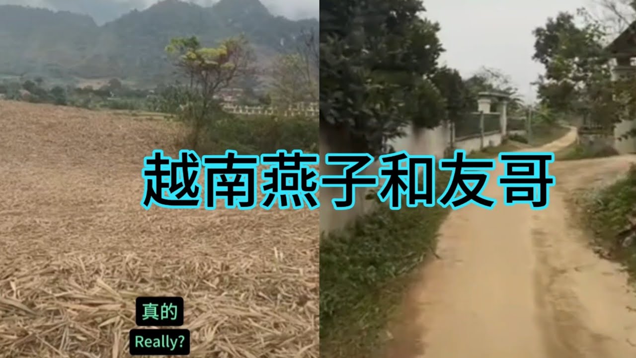 越南燕子和友哥