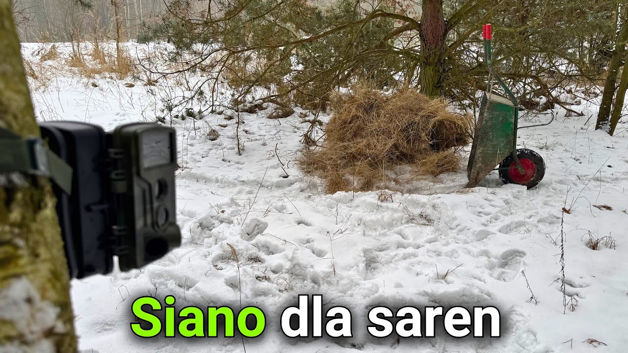 Dokarmiam sarny sianem