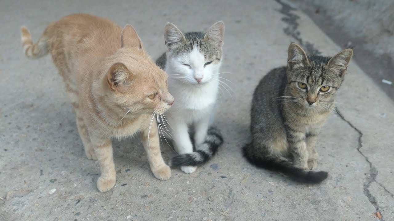 The cat feeds the kittens, I feed the cats