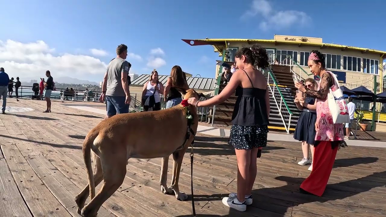 Cash 2.0 Great Dane meeting new people in Santa Monica 186