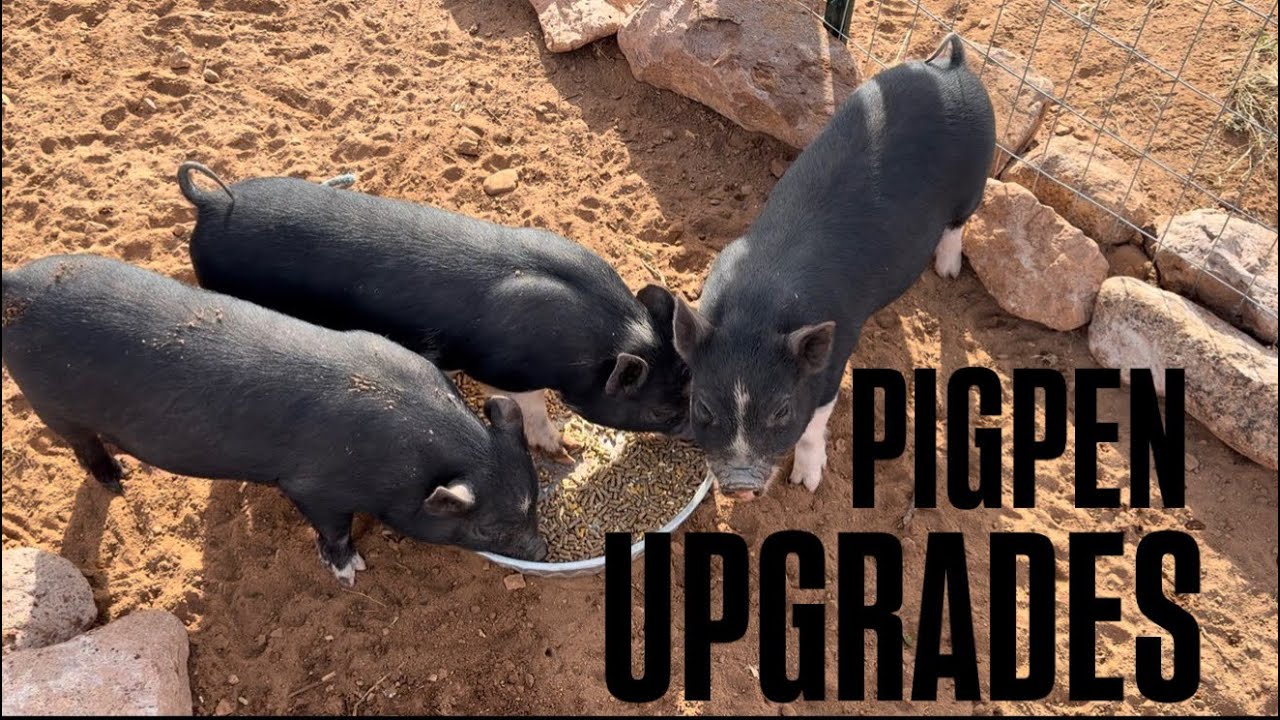 Pigpen gets upgraded!