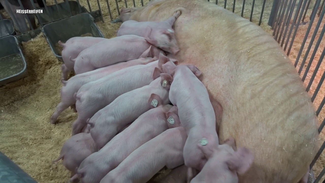 Verfressene Ferkel an fetter Sau
