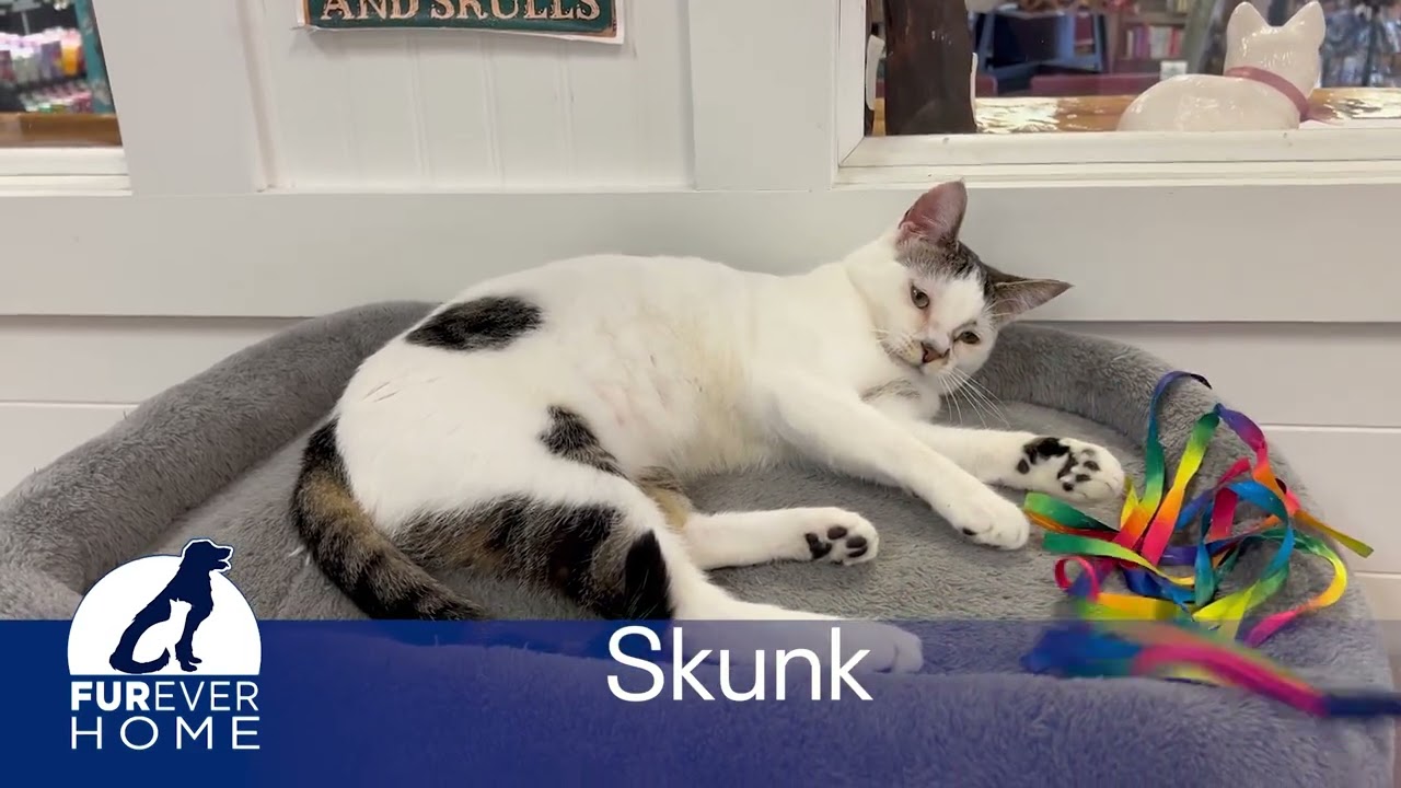 Skunk