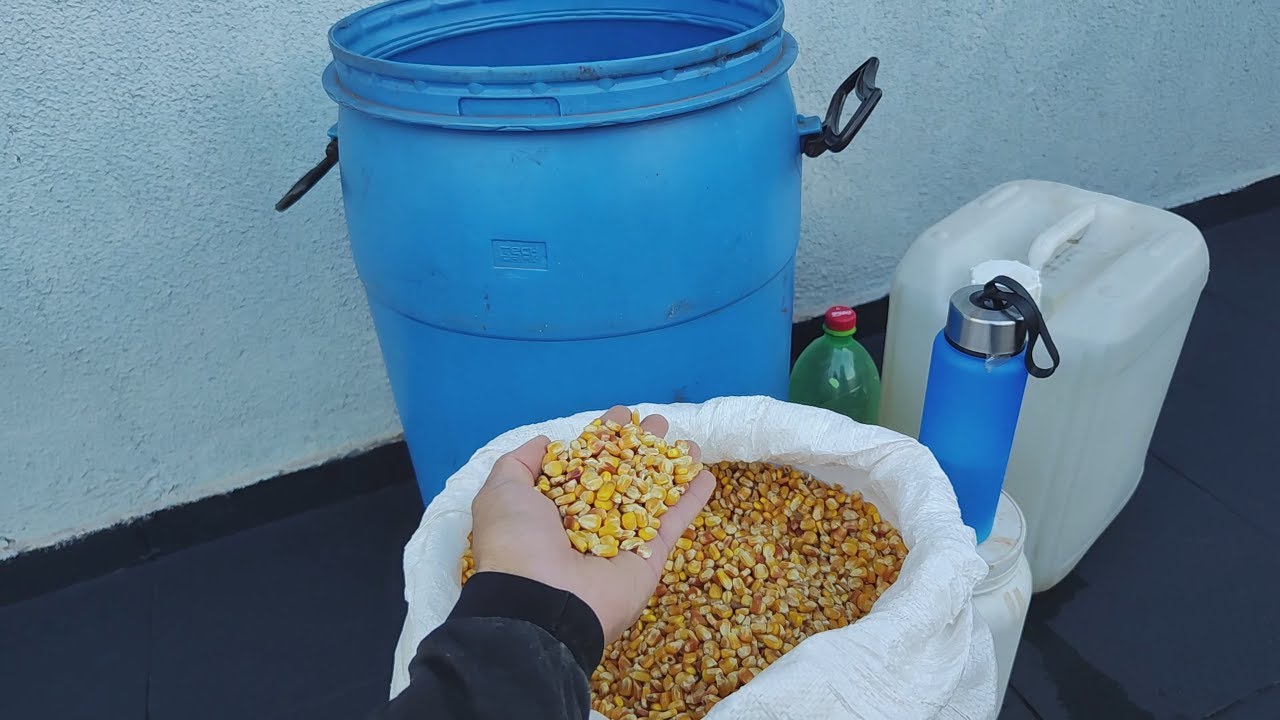 É simples mas niguem te CONTA a VERDADE sobre ! COMO PREPARAR CEVA DE MILHO AZEDO?