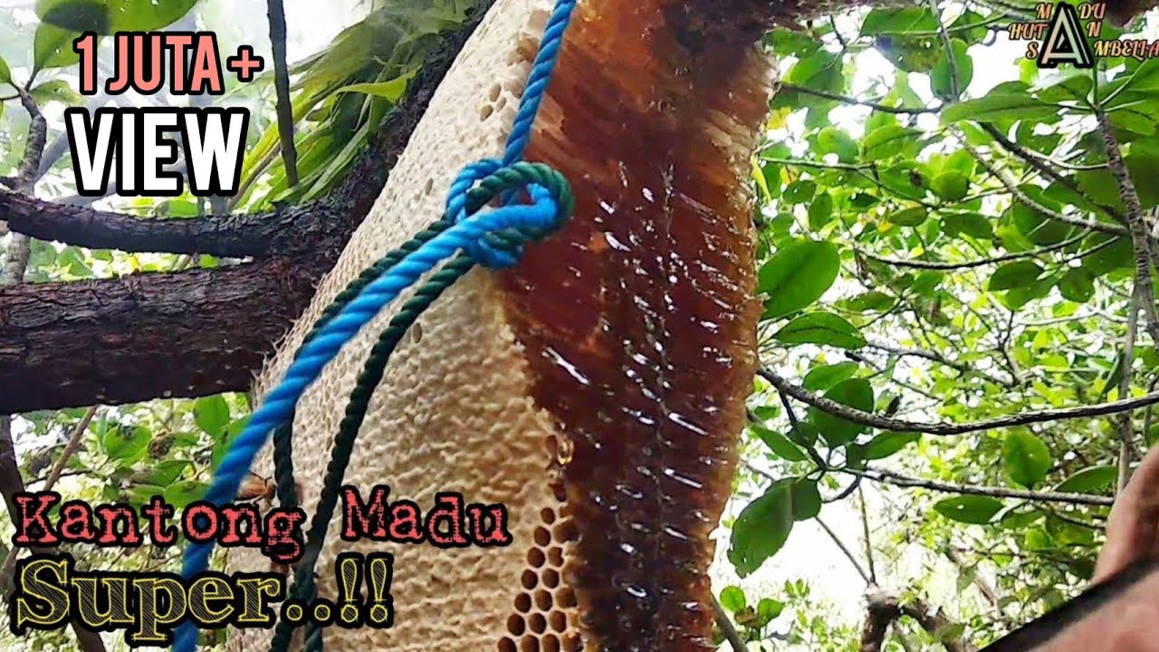 Lebah Hutan Terbesar Di Pohon Bakau❗| Kantong Madu Super Jumbo❗