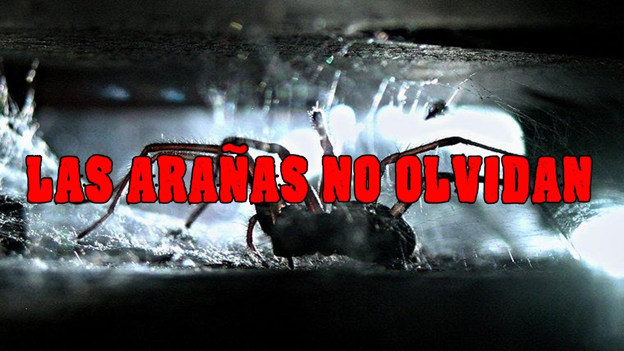 Las Arañas No Olvidan