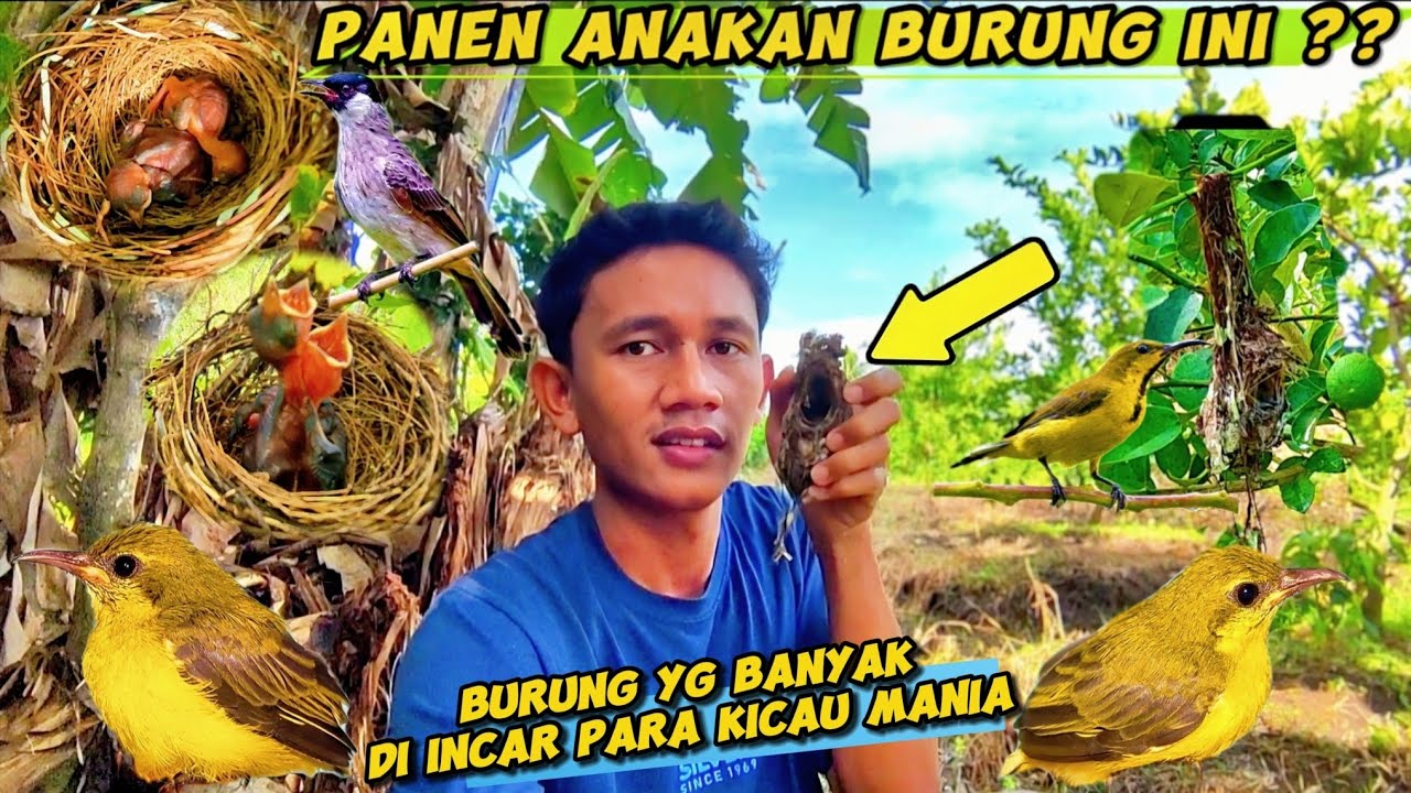 Mencari Sarang Burung || Panen Lagi Anakan Burung Yang Lagi Viral Dan Naik Daun‼️
