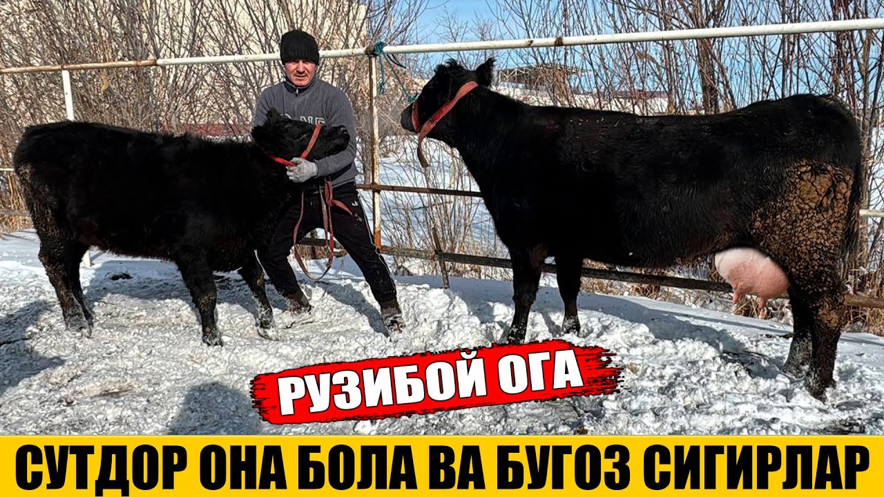 СУТДОР ОНА БРОЛА ВА БУГОЗ СИГИРЛАР АРЗОН НАРХДА 23-01-2026