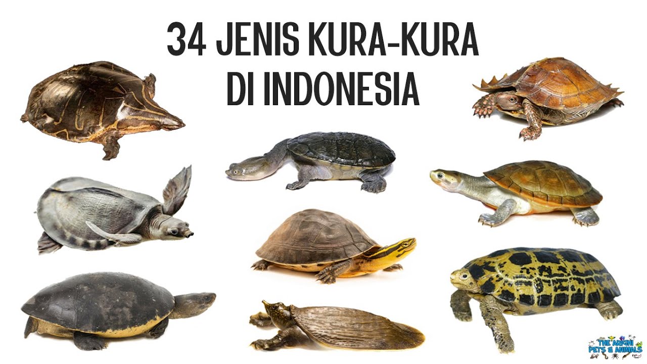 34 Jenis Kura-kura di Indonesia
