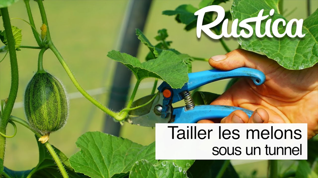 Réussir la culture du melon sous tunnel : la taille
